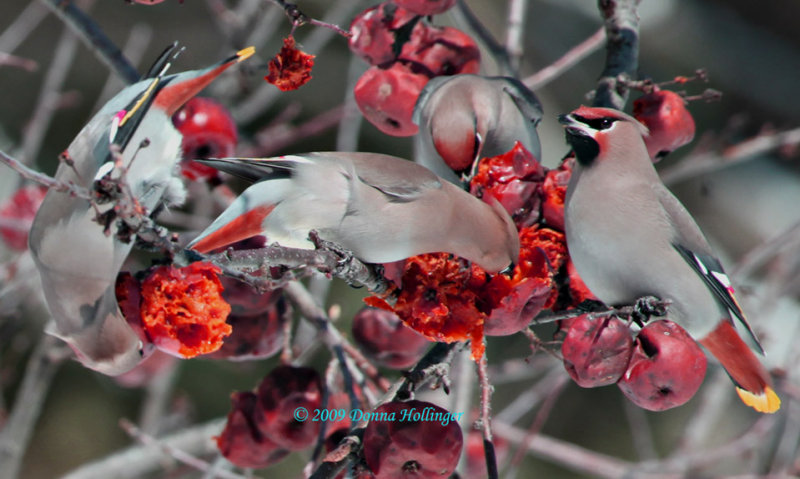 Four Bohemian Waxwings Eating Apples