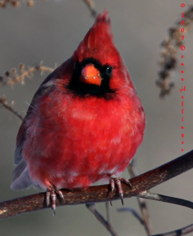 100%CROP of the Cardinal