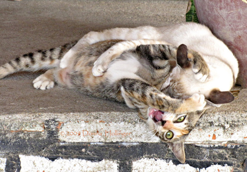 Two cats play-fighting