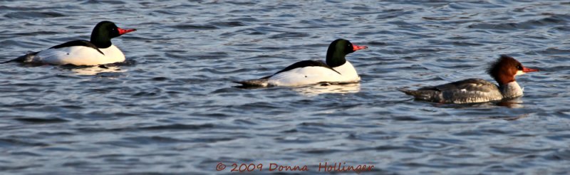 Two Drakes and Breeding Female