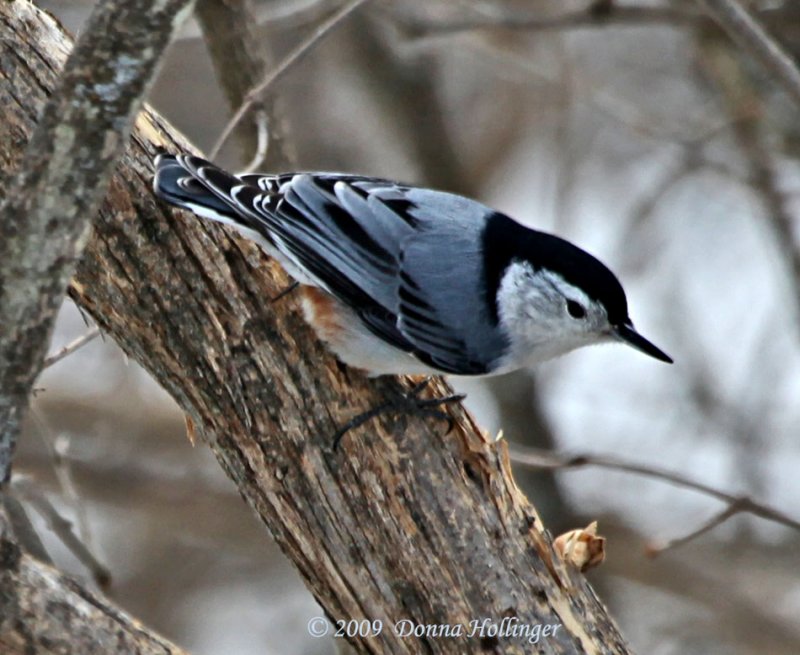 Sitta Carolinensis, White-breasted Nuthatch