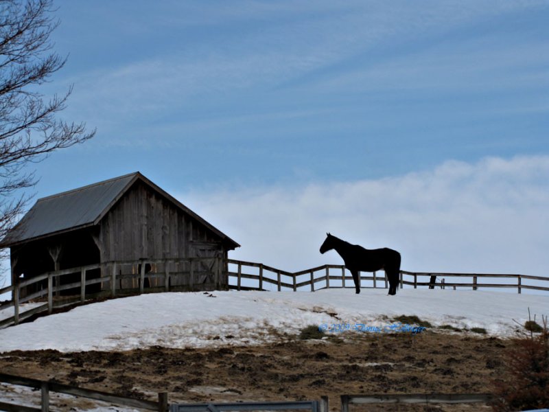 Strafford Horse