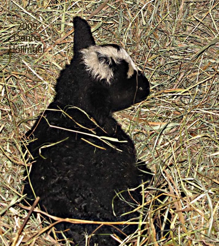 Newborn Lamb at Windy Hill Farm