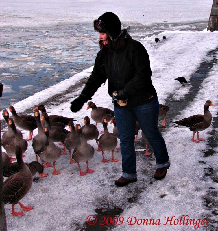 Girl Feeding the Graylags in Reykjavik