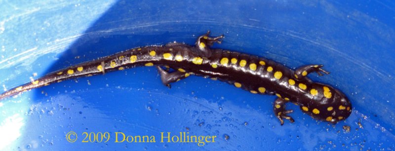 Ambystoma maculatum