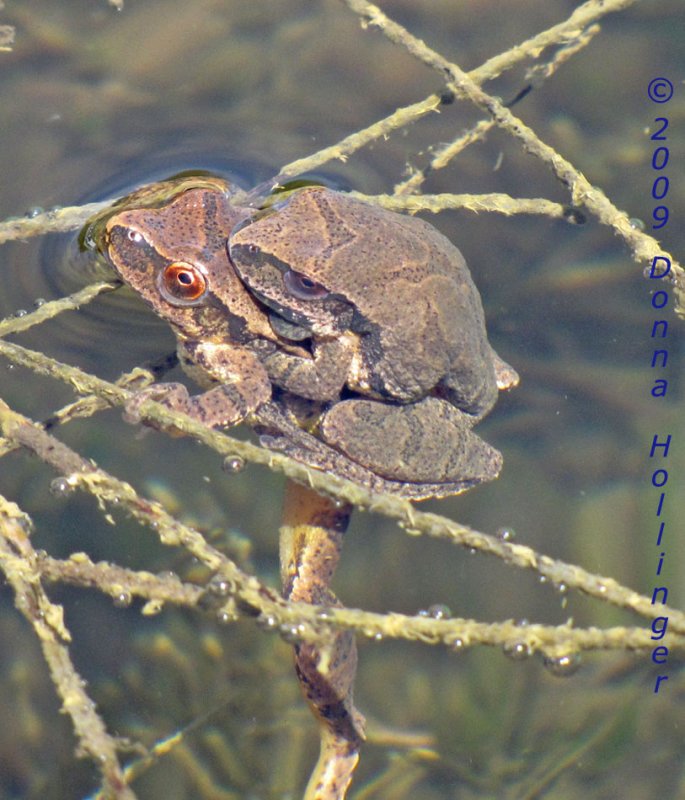 On Top of the Female