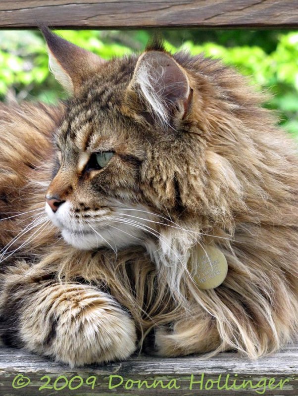 Maine Coon Cat