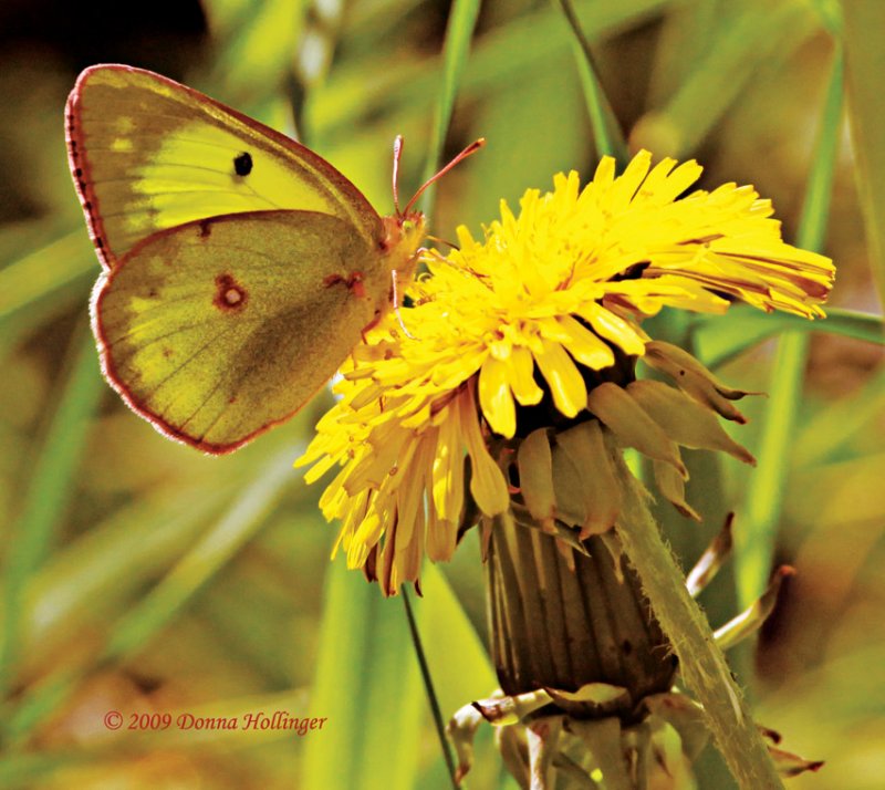 Colias Philodice