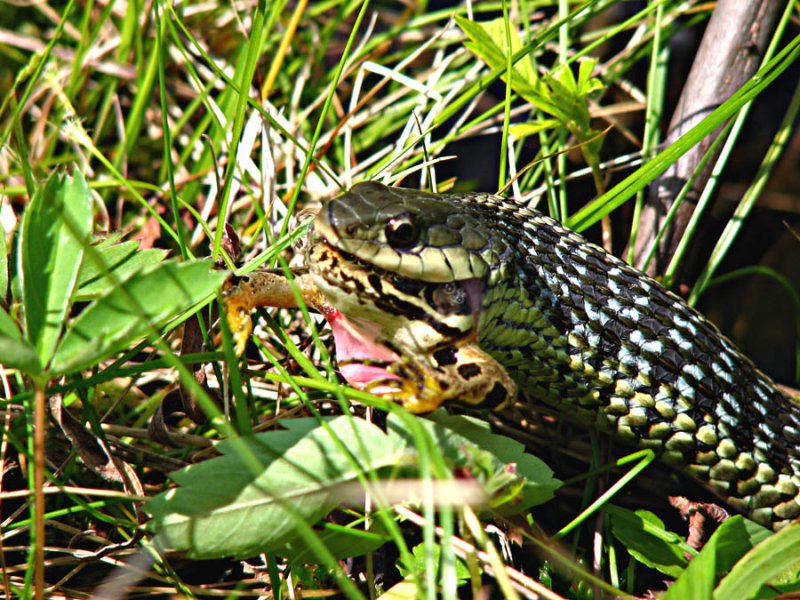 Garter snake eating a pickerel frog
