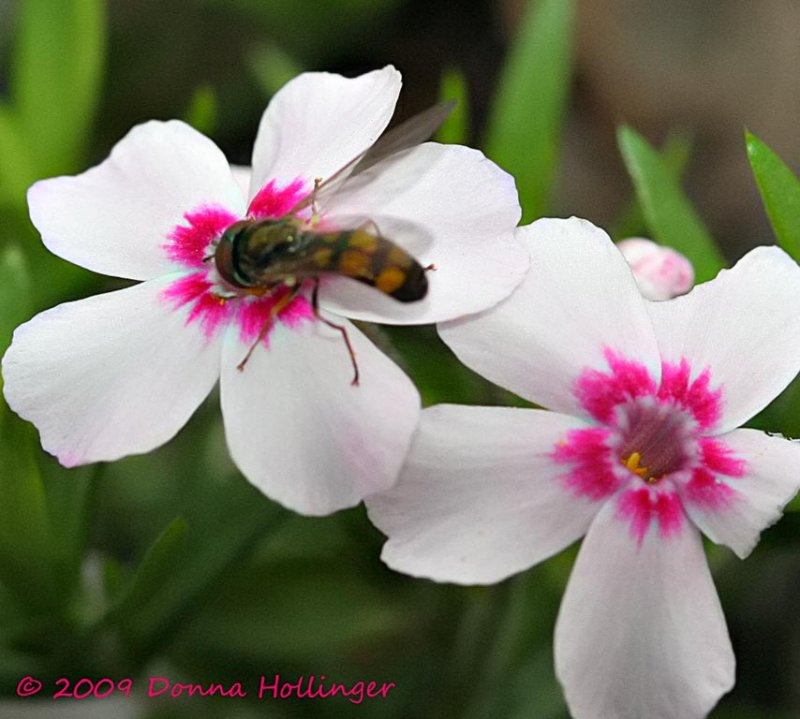 Hover Fly in Phlox