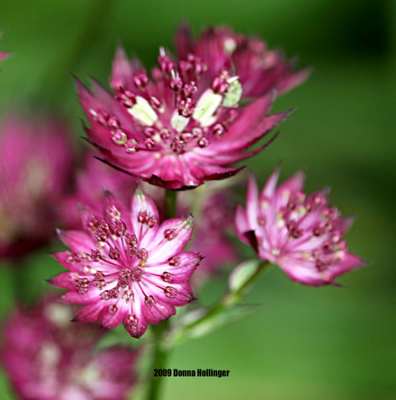 Astrantia (Masterwort) Flowers