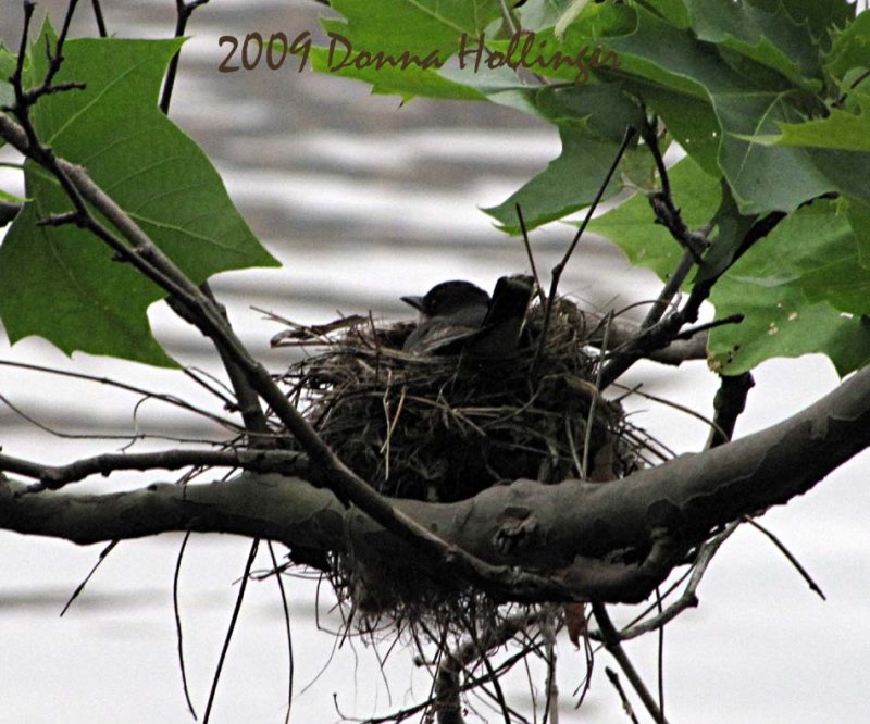 Kingbird in Nest