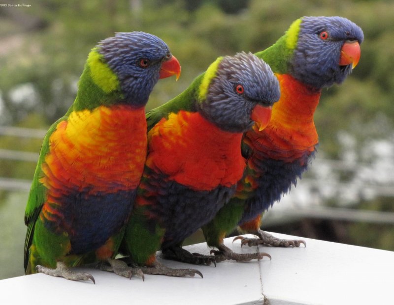 Rainbow Lorikeets- Winking, Blinking and Frowning!