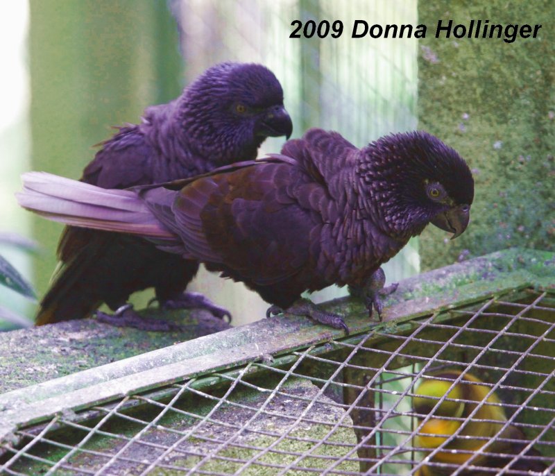 At The Bali Bird Park