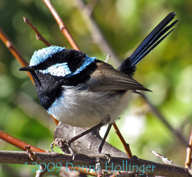 Superb Blue Faerie Wren