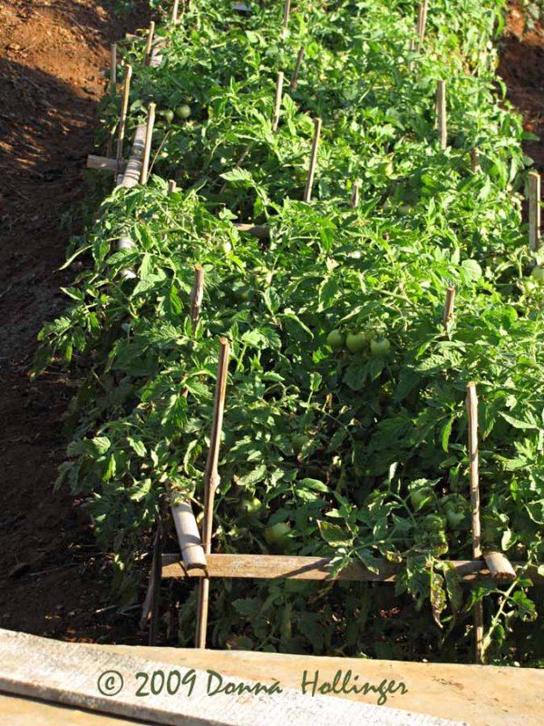 Iskandars tomatoes
