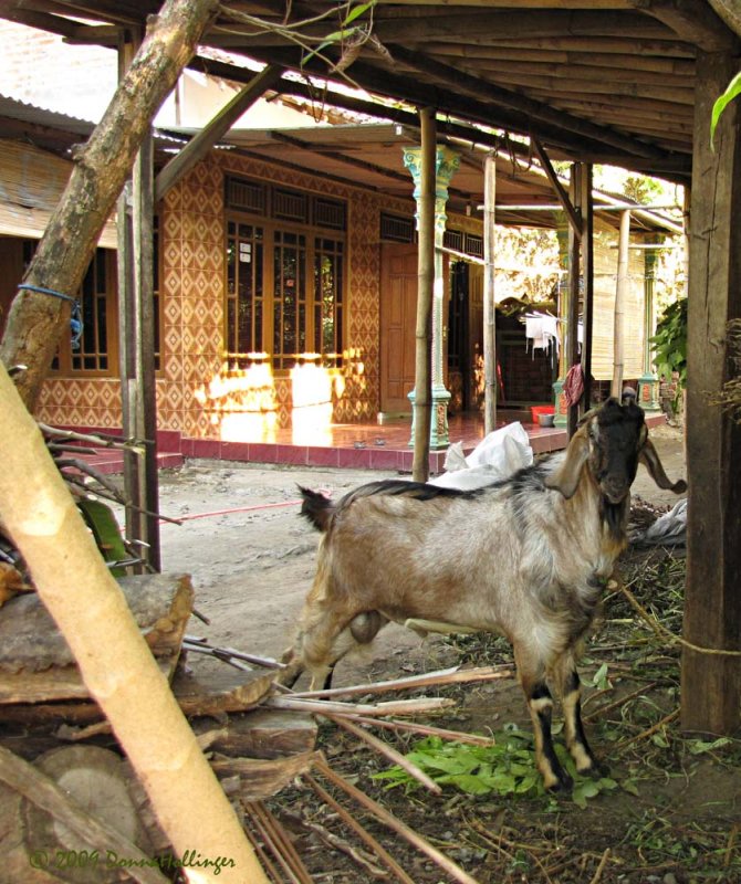 Handsome Goat