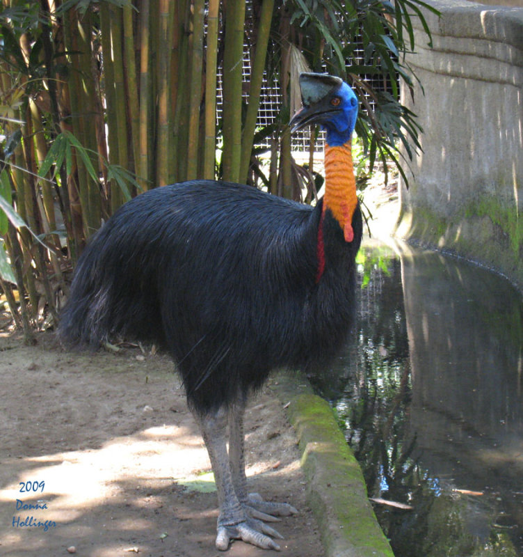 Cassowary