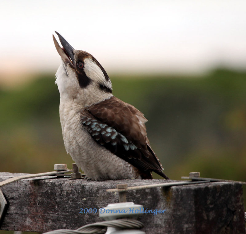 Kookaburra calling wildly