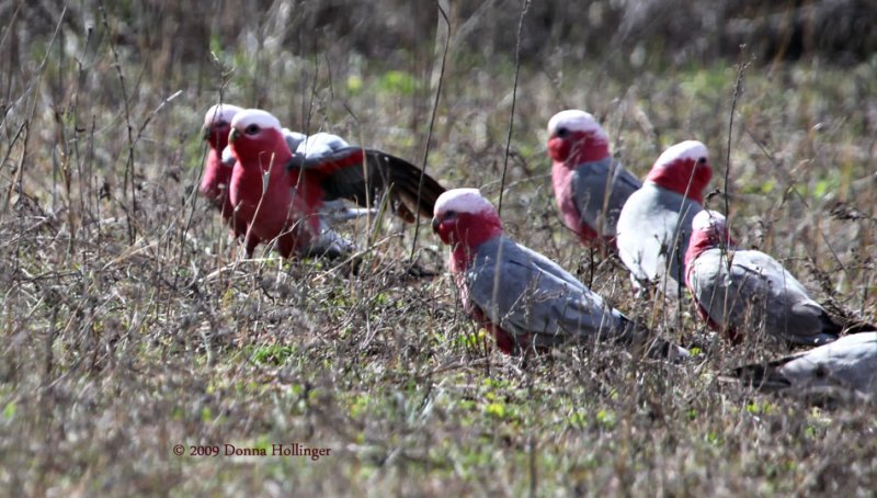 Galahs (parrots) feeding in a flock