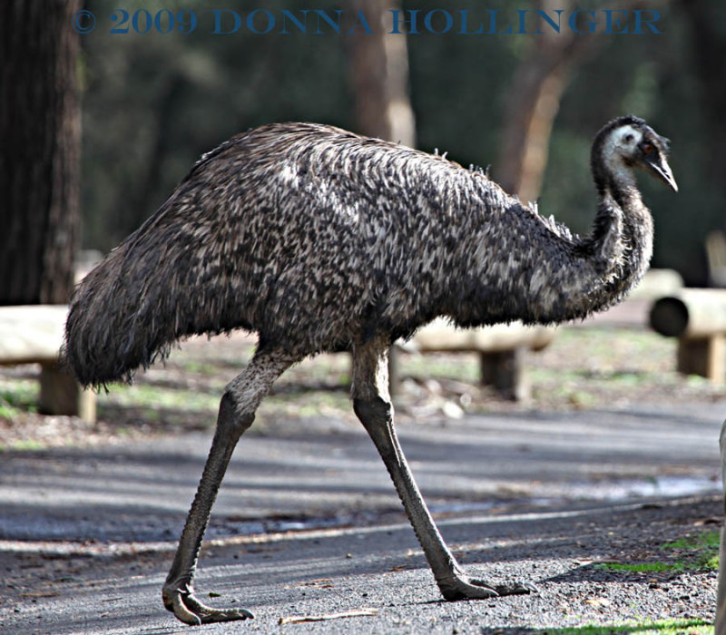 EMU Walking
