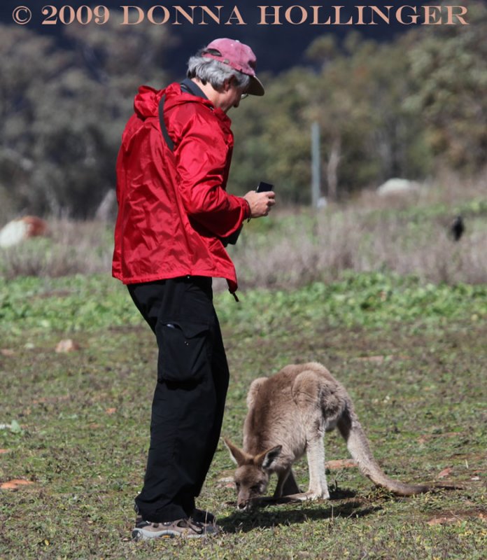 Peter and The Kangaroo