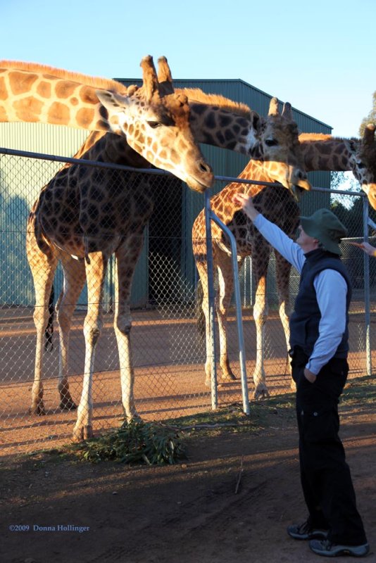 The Giraffes and Peter