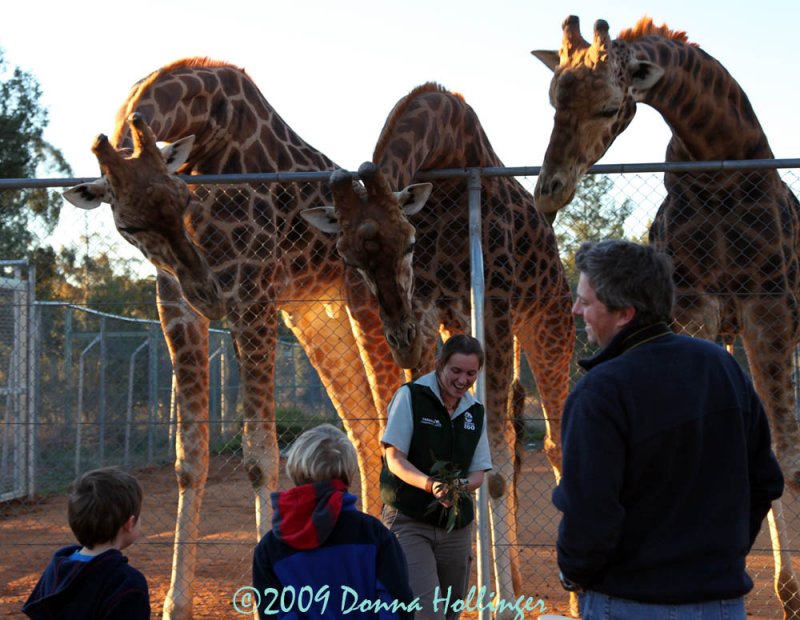 Giraffes at Sunset