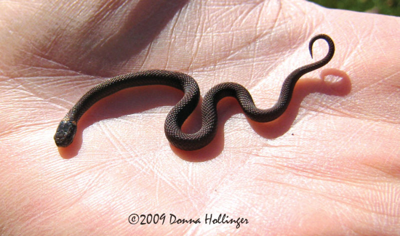 Red Bellied Snake