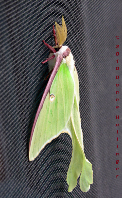 Actias luna