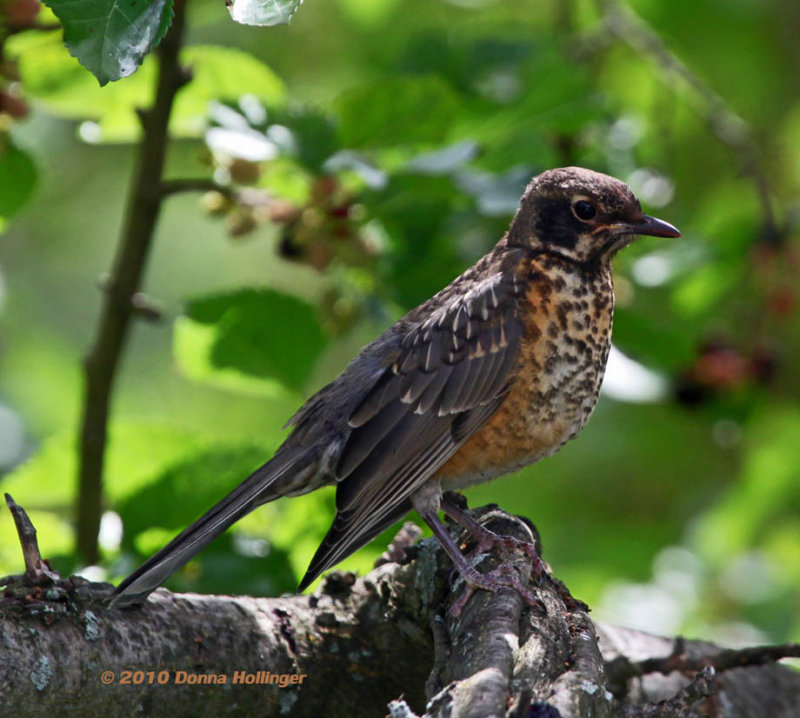 Young robin in the Mulberry Tree