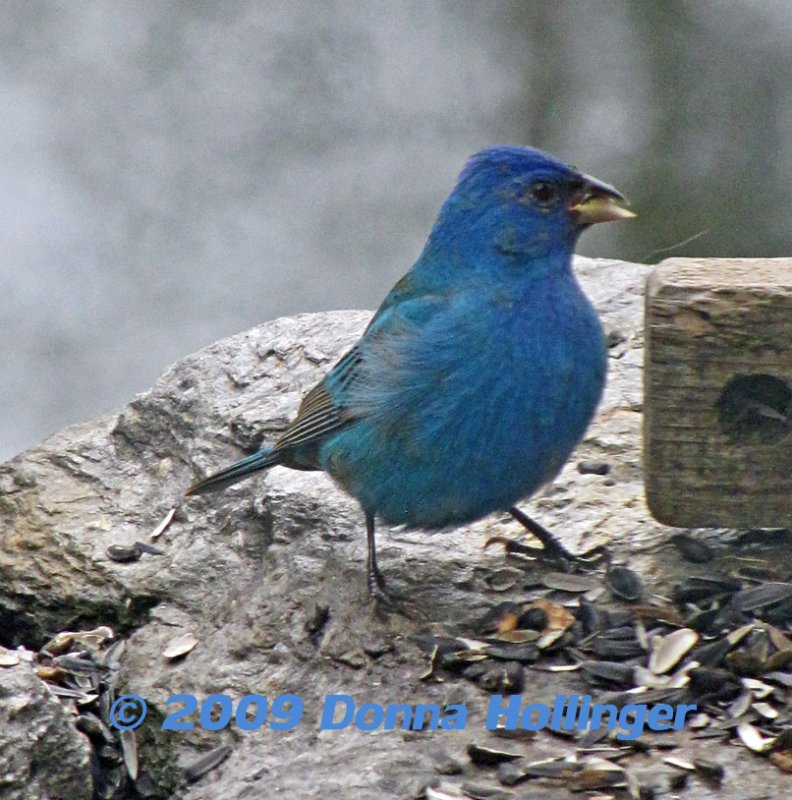 Indigo Bunting on the Terrace