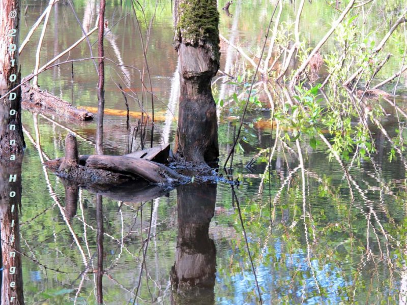 Beaver Pond