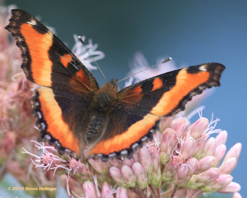 Milberts Tortoiseshell Butterfly