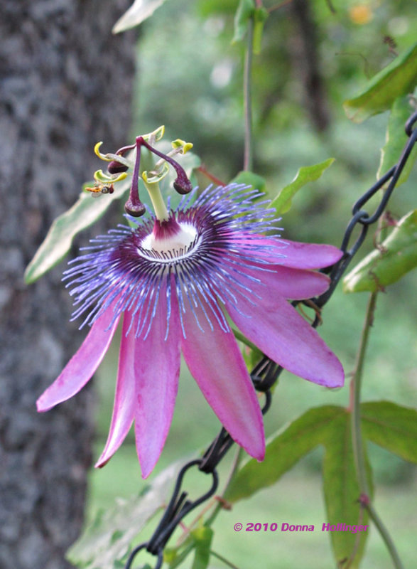 Blue and Lavender Passion Flower