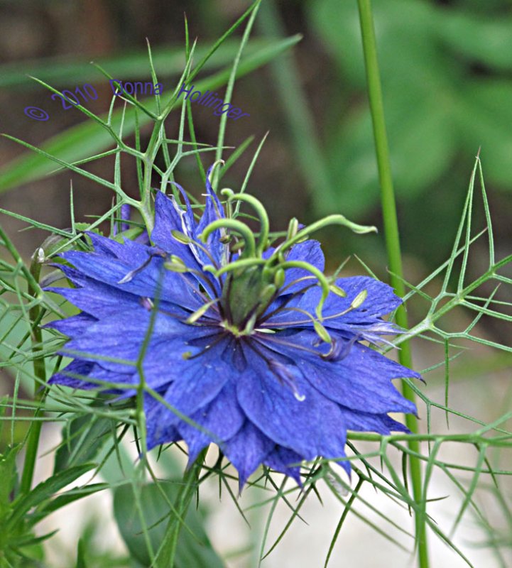 Nigella Bloom