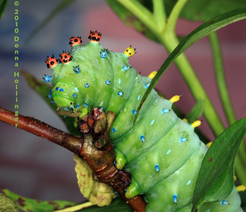 Head Shot of the Cecropia Caterpillar