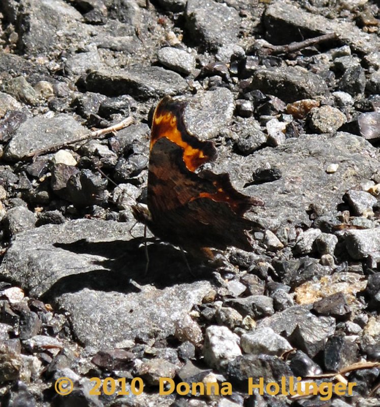 950.eastern.comma.0534.jpg