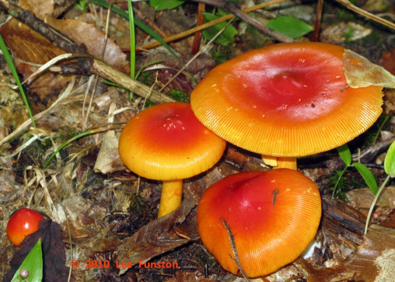 Caesar Amanita