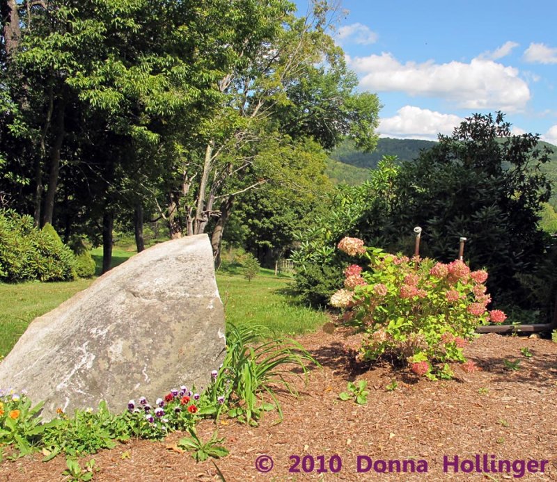 Hydrangea and the Rock