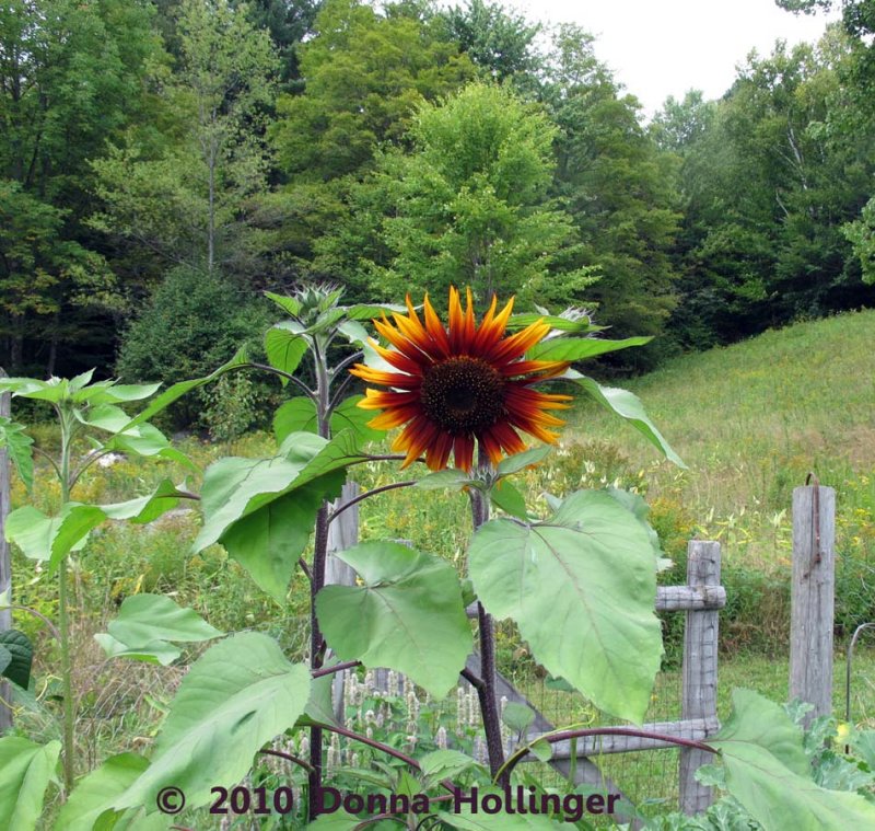 Annis Sunflower Seeds