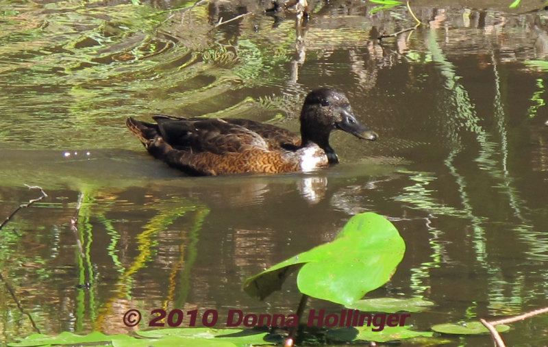 An Immature Blue Winged Teal?