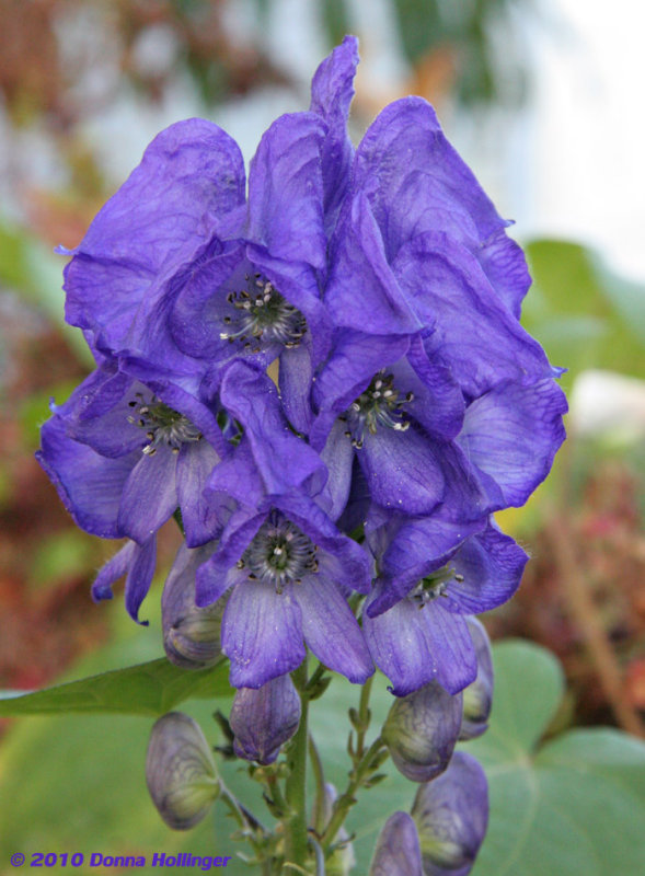 Monkshood