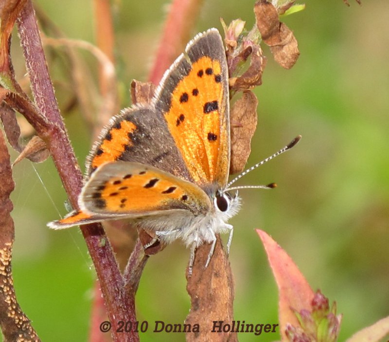 Bronze Copper (Lycaena hyllus) female