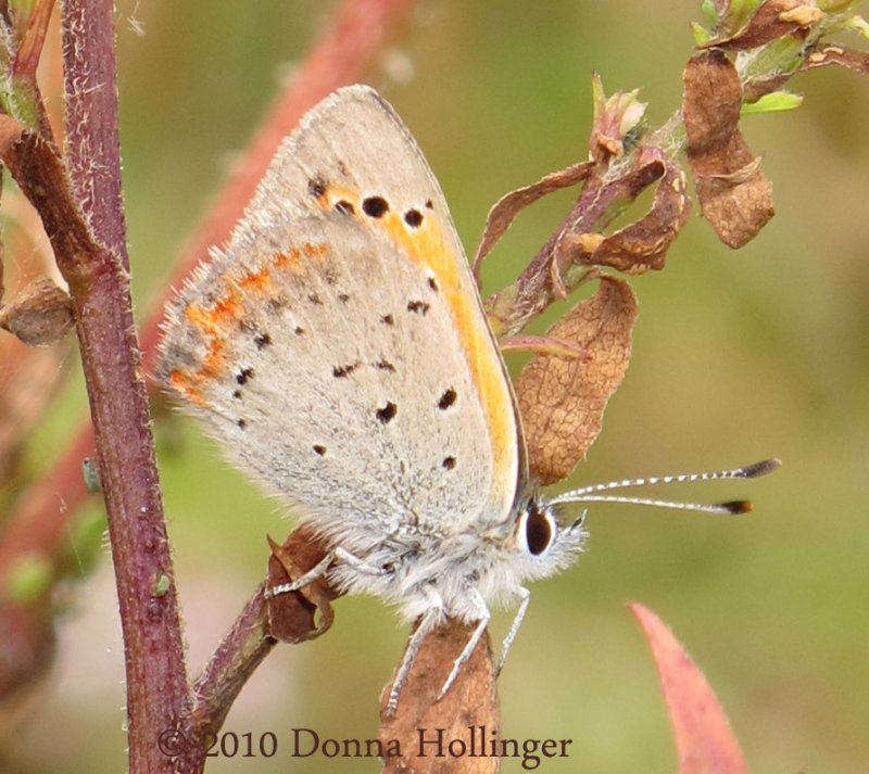 Lycaena hyllus, Bronze Skipper Female