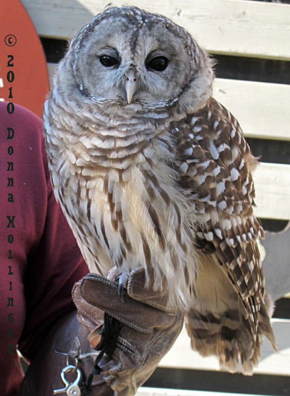 Barred Owl
