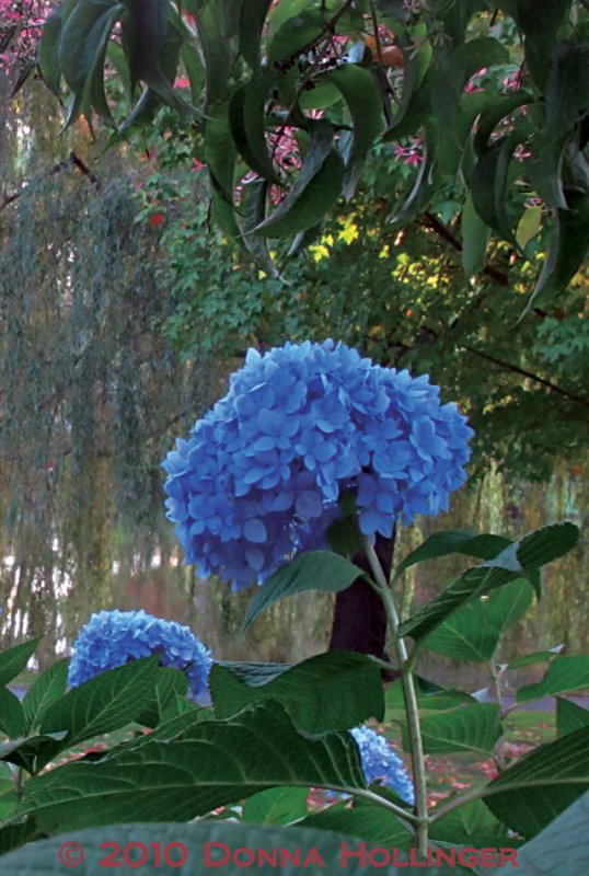 Blue Hydrangea