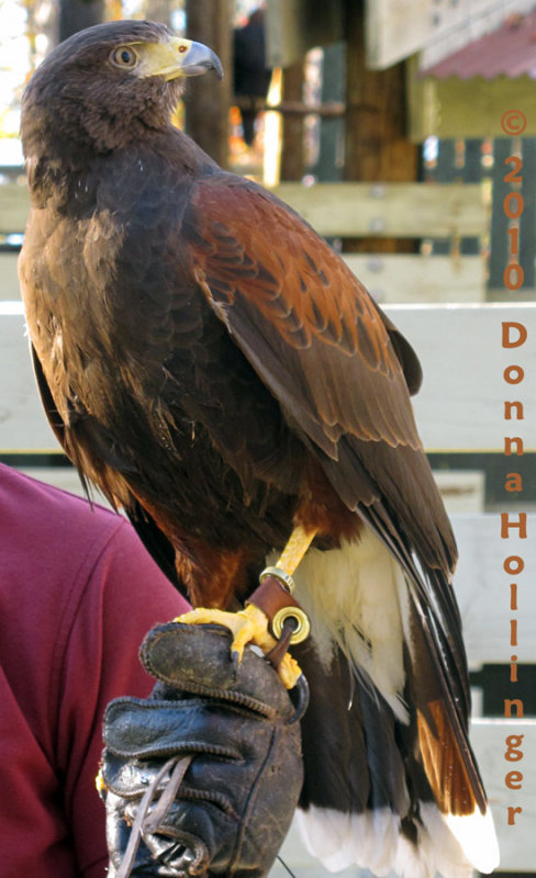 Harry is a Harris Hawk