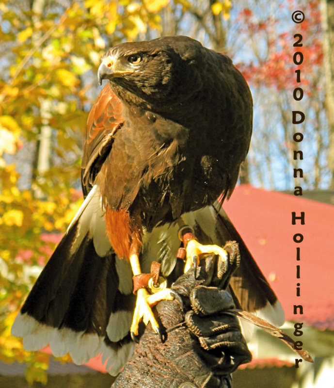 Harry the Harris Hawk