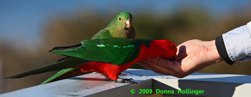 King Parrot (Male) Feeds Out of Peters Hand